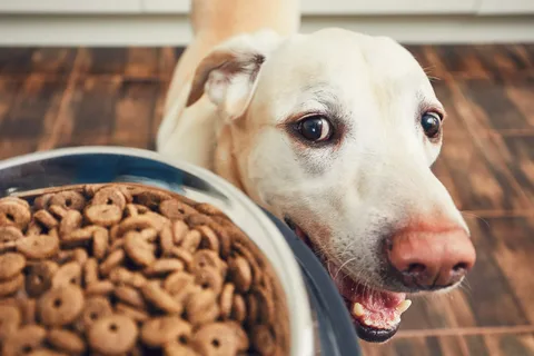 hypoallergenic dog food