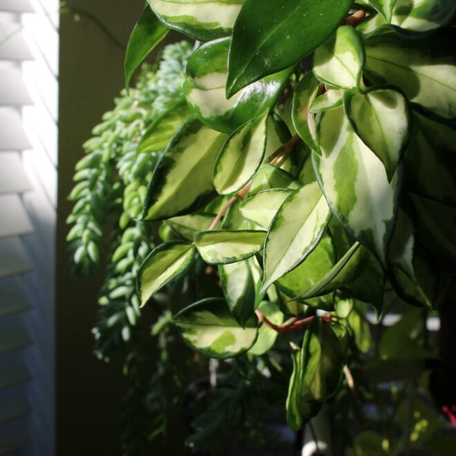 Why Are Hoya Variegated Hanging Plants Ideal for Home Décor?