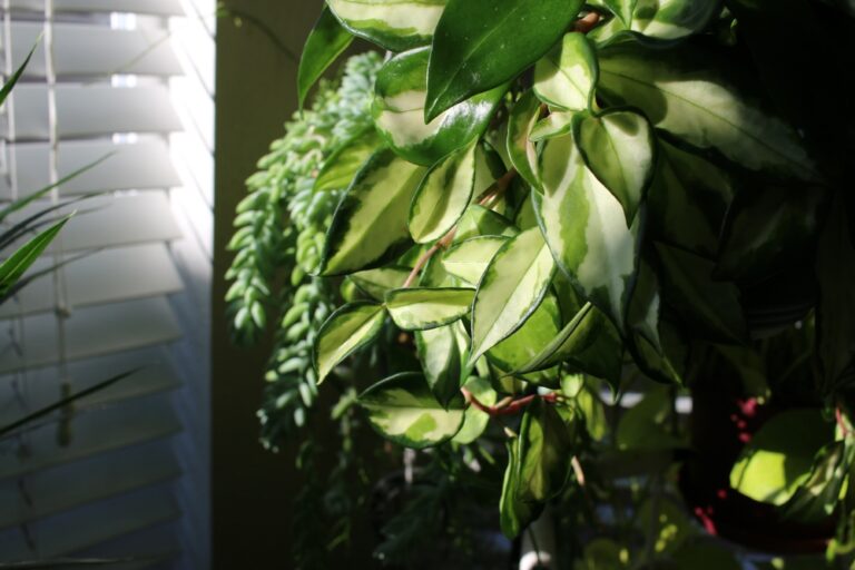 Why Are Hoya Variegated Hanging Plants Ideal for Home Décor?