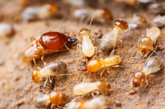 The Importance of Regular Pest Control Termite Treatment Inspections