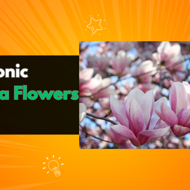 Top 7 Iconic Magnolia Flowers Names