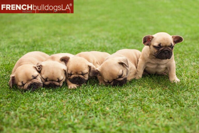 Top 5 Things to Consider Before Buying French Bulldog Puppies for Sale