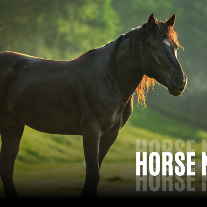 Magnificent and Brave Horse Names with Meaning