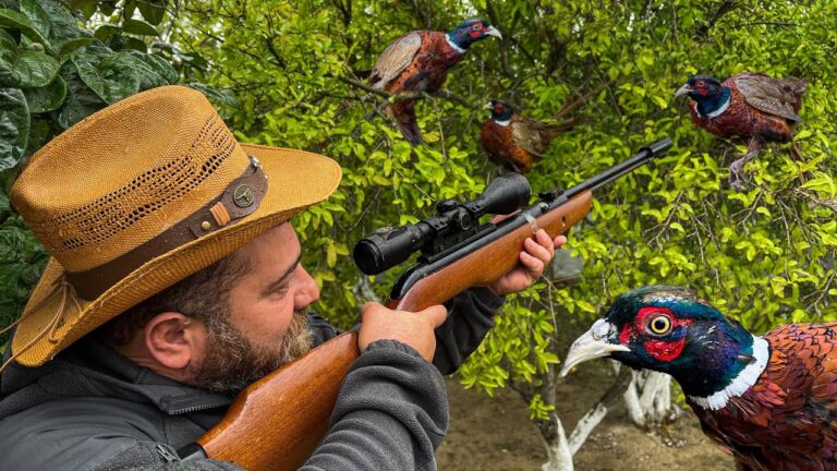 Pheasant Hunting Nebraska: A Family-Friendly Outdoor Adventure