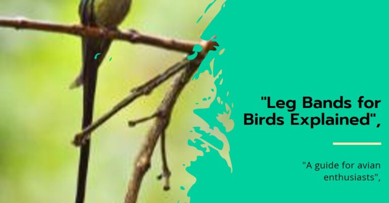 Leg Bands for Birds: A Comprehensive Guide for Avian Enthusiasts