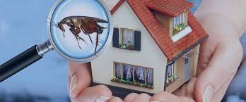 Pest Control Company in Lahore