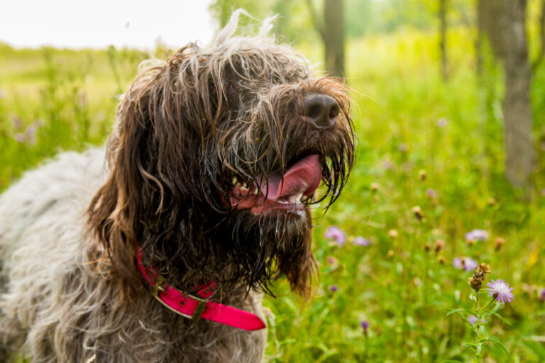 German Wirehaired Pointer Puppies: Dog Breed Characteristics And Care Guide