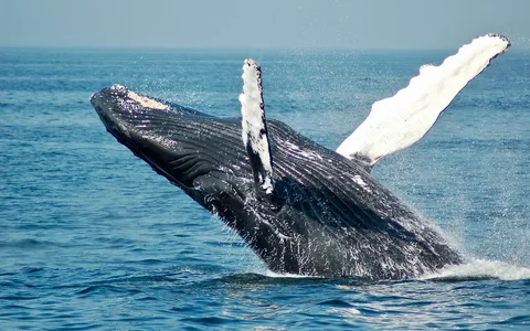 Whale Watching UK