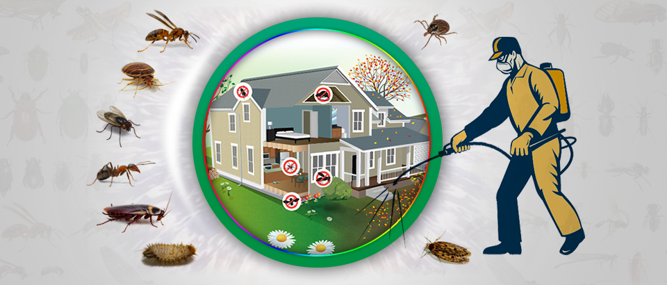 Termite Control Services in Lahore