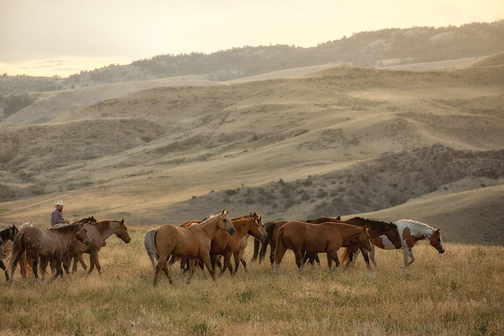 horse names