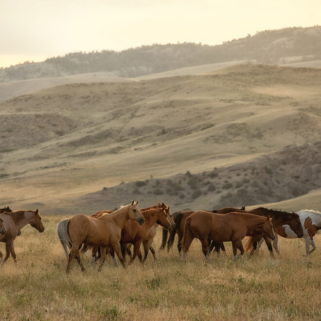 Pick Best Horse Names with Meaning