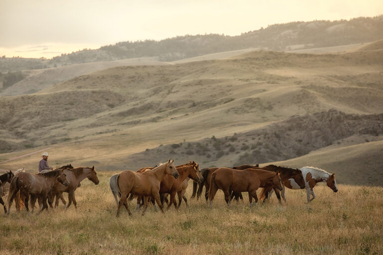 Pick Best Horse Names with Meaning