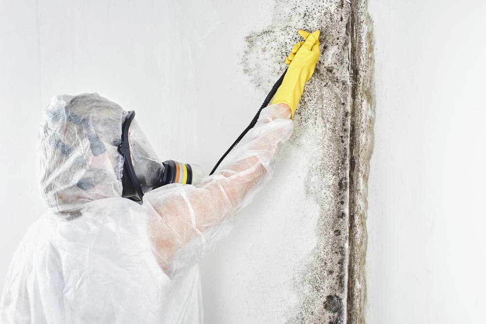 Mold Remediation Services in Los Angeles