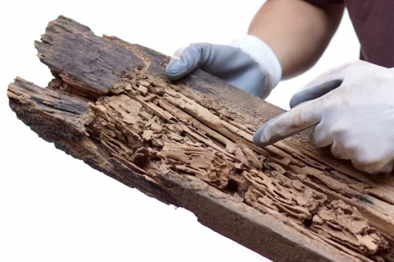Understanding Termite Inspections in Central & South Florida – WDO Inspections