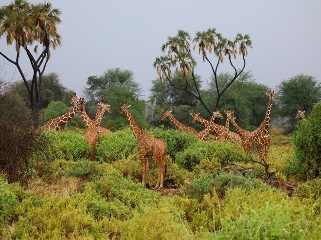 8 Reasons to Take a Safari Tour from Mombasa