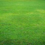 Why Buffalo Grass Prices Vary and How to Find the Best Value?