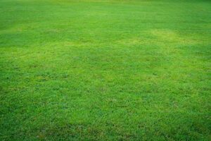 Why Buffalo Grass Prices Vary and How to Find the Best Value?