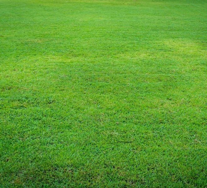 Why Buffalo Grass Prices Vary and How to Find the Best Value?