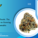 Gelato Weed Seeds: The Ultimate Guide to Growing Hybrid Cannabis