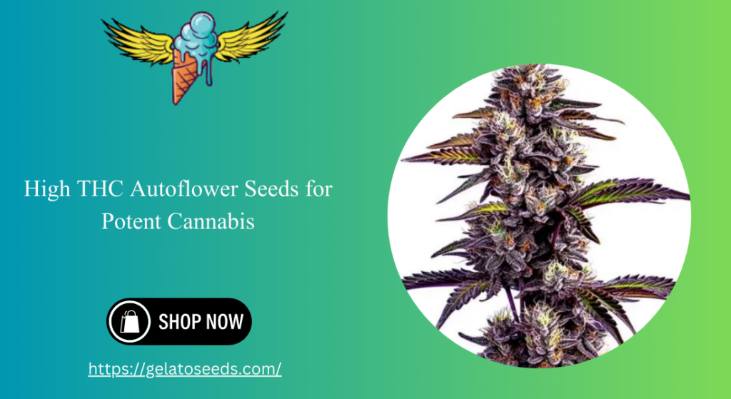 High THC Autoflower Seeds