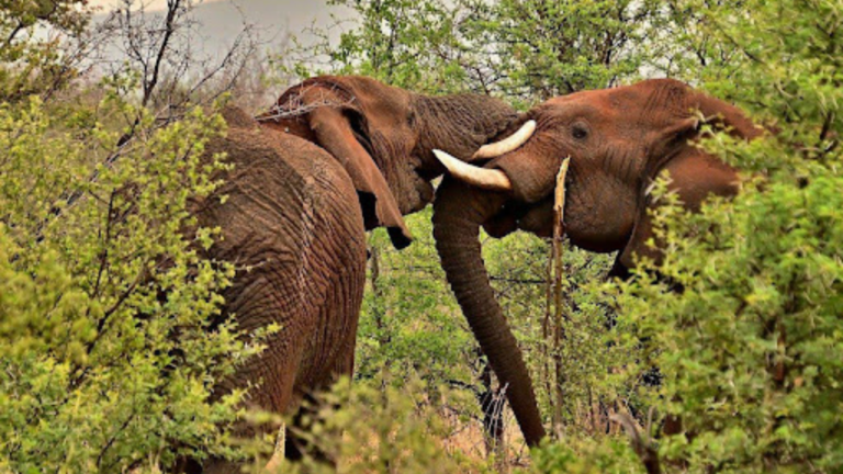 Nurturing a Love for Wildlife in Young Hearts