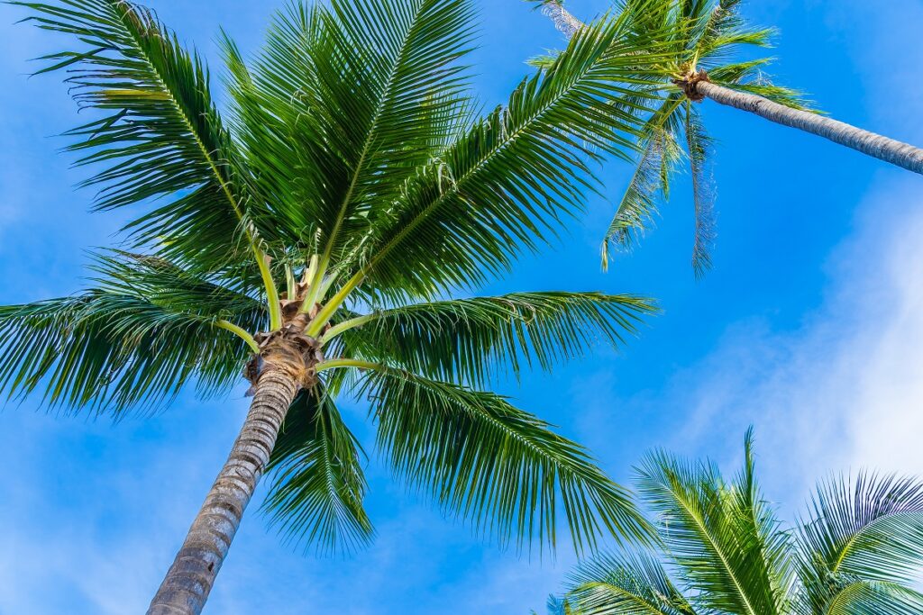 Palm Tree Removal Tips