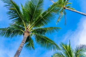 Palm Tree Removal Tips: Transplant, Cut, or Hire an Arborist