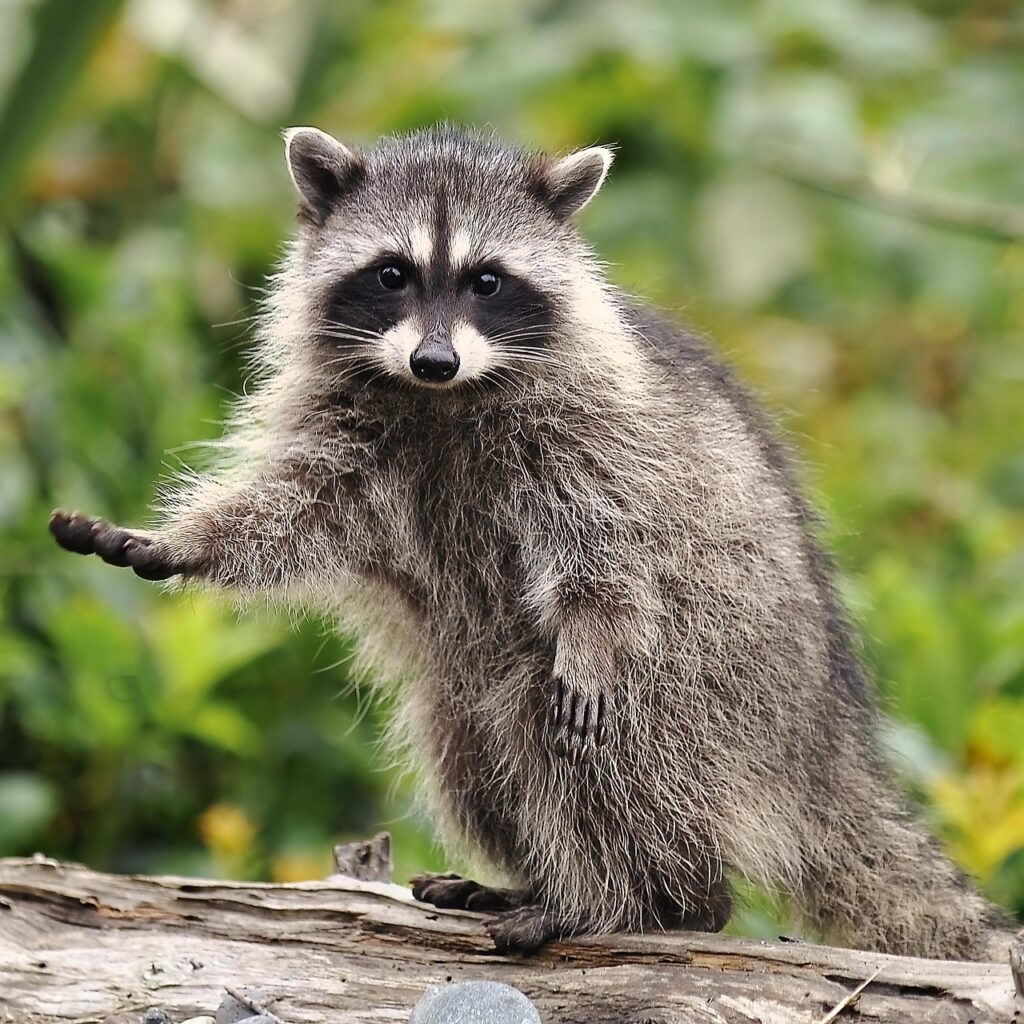 raccoon-removal-milton