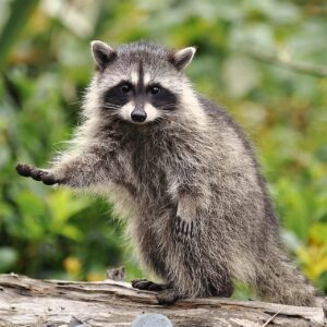 Effective Raccoon Removal in Milton: Trust KD Pest Control