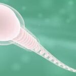 Descubre Fertilitas.es: Tu Aliado en el Camino hacia la Maternidad