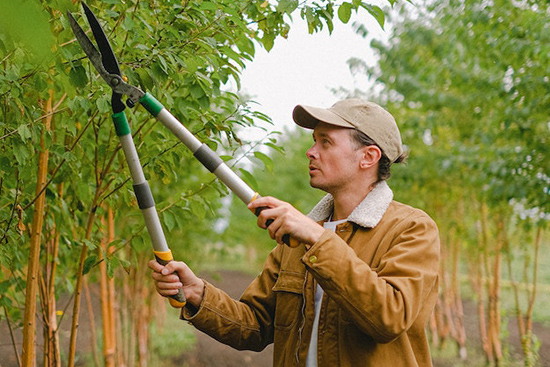 Tree Thinning