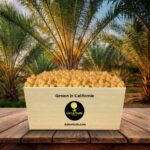 Discover the Delight of Dolce Frutti Yellow Barhi Dates