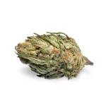 Unlocking the Power of Growth: Why Quality Marijuana Seeds Matter for Your Cannabis Journey