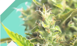 Discover the Power of Sativa Autoflower Seeds: A Grower’s Dream Come True