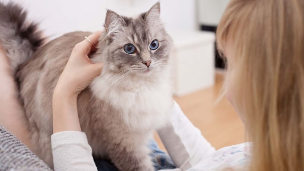 Cat sitter in NY