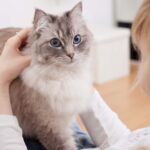 Can a Cat Sitter in NY Really Make Your Pet Happier While You’re Away?