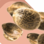 Discover Quality Cannabis Seeds Online at AmsterdamMarijuanaSeeds.com