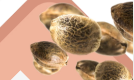 Discover Quality Cannabis Seeds Online at AmsterdamMarijuanaSeeds.com