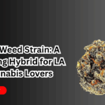 Toad Weed Strain: A Relaxing Hybrid for LA Cannabis Lovers