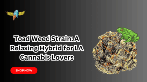 Toad Weed Strain: A Relaxing Hybrid for LA Cannabis Lovers