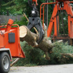 When Is Tree Removal the Best Option for Your Property?