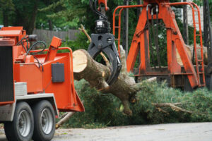 When Is Tree Removal the Best Option for Your Property?
