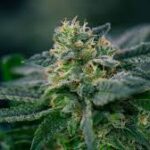 Experience the Convenience of Mississauga Same Day Weed Delivery