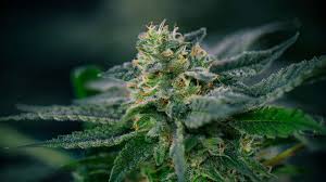 Experience the Convenience of Mississauga Same Day Weed Delivery