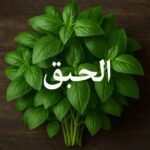 الحبق: نبتة عطرية بفوائد صحية مذهلة