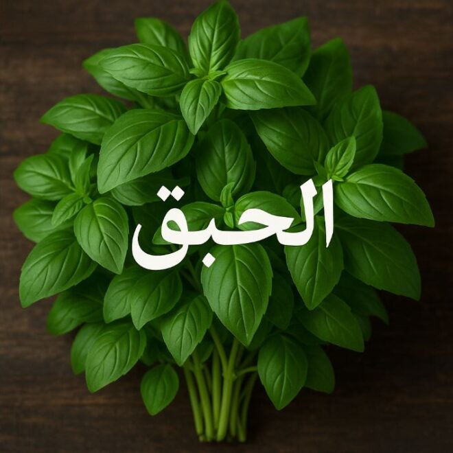 الحبق: نبتة عطرية بفوائد صحية مذهلة