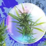 Discover the Healing Power of Nature with High CBD Autoflower Seeds
