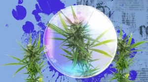 Discover the Healing Power of Nature with High CBD Autoflower Seeds
