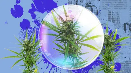 Discover the Healing Power of Nature with High CBD Autoflower Seeds