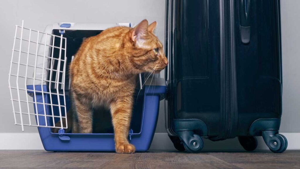cat-transport-services